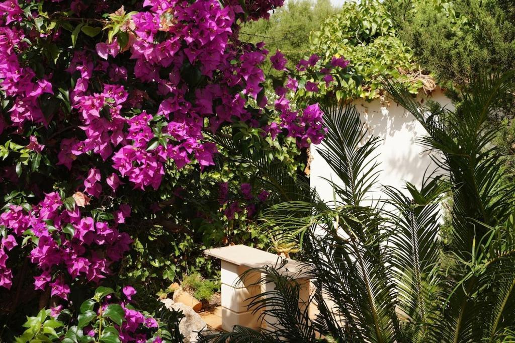Cala Mandia  Villa Cala Mendia מראה חיצוני תמונה